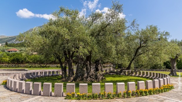 Maslina u Baru, stara 2.000 godina