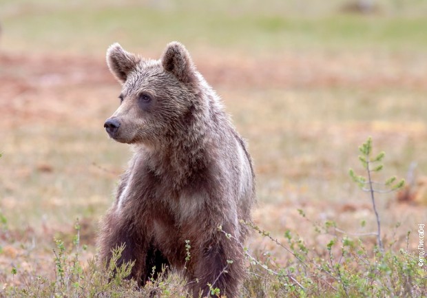 Pobrinite se da ne stajete između ženke medveda i mladunca
