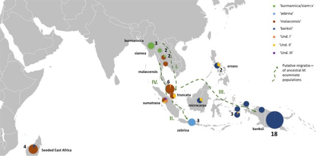 Postojbina divljih banana