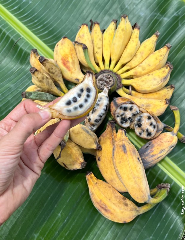 Plodovi banana su bili skoro nejestivi