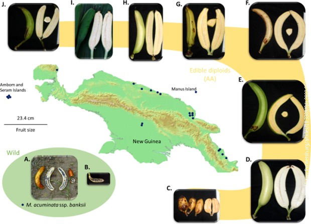 Varijeteti banana sa Papua Nove Gvineje
