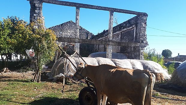 Остаци цркве Свете Тројице у Боричу код Скадра која је претворена у шталу