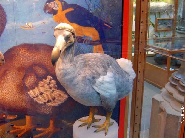 Птица додо је постала музејски експонат