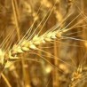 Робне резерве откупљују пшеницу
