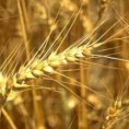 Робне резерве откупљују пшеницу