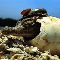 Бебе крокодили звуцима најављују своје рођење