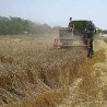 Жетва пшенице у средњем Подрињу