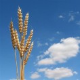 Одличан род пшенице