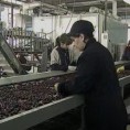Гајећи воће купио хладњачу