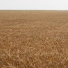 Завршена жетва пшенице
