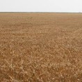 Завршена жетва пшенице