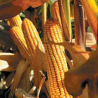 Раст промета на Продуктној берзи