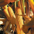 Раст промета на Продуктној берзи