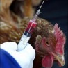Нова вакцина против птичијег грипа  