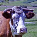 Пољска крава спашена из раља бирократије