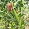 Кукурузу потребна киша