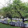 Елементарна непогода за пчеларе