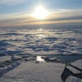 Откривено дрвеће старо 55 милиона година