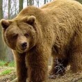 Медвед напао човека 
