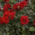 О производњи и продаји ружа