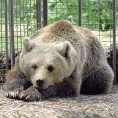 У Румунији дозвољено убијање "градских" медведа