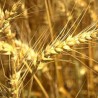 Без већих улагања у сетву пшенице