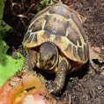 Пажљиво бирајте кућног љубимца