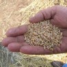 10 милијарди динара за јесењу сетву