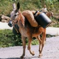 Магарци у дневној соби