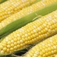 Време погодује ратарима