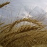 Пшенице и за извоз