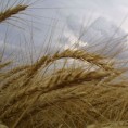 Пшенице и за извоз