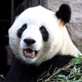 Панда која не трпи незване госте