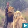 У загрљају лавова