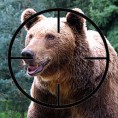 Mрки медведи на нишану словеначких ловаца