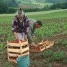 Живот у знаку јагода