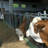 Рецепт за очување сточарске производње