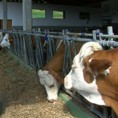 Рецепт за очување сточарске производње