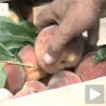 Воћари бацају брескве
