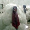 Ћуреће месо све траженије