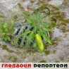 Гледаоци репортери (28. 07. 2009)