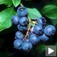 Произвођачи боровница се удружују