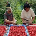 Тражи се решење за малинаре