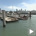 Спасавање гладних морских лавова