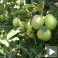 Српски извозни адути на чекању 