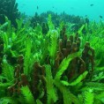 Алга убица шири се Јадраном
