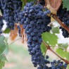 Грожђе чува срце