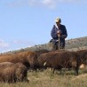 Древна стада на Старој планини