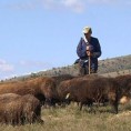 Древна стада на Старој планини
