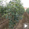 Организовано наводњавање ариљских села